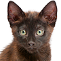 Gatito